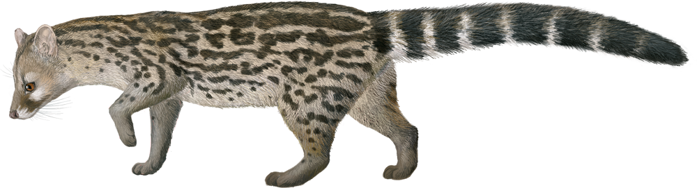 King Genet (Genetta poensis)