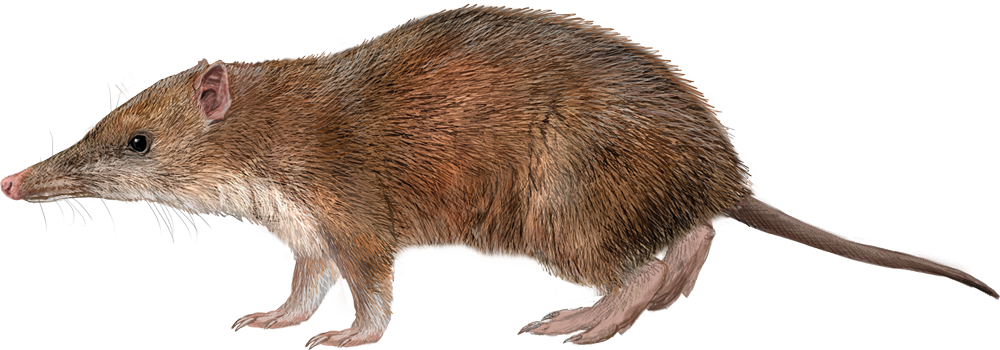 Seram Bandicoot (Rhynchomeles Prattorum)