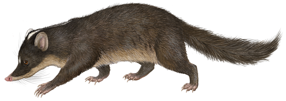 Cuc Phuong Ferret-badger (Melogale cucphuongensis)