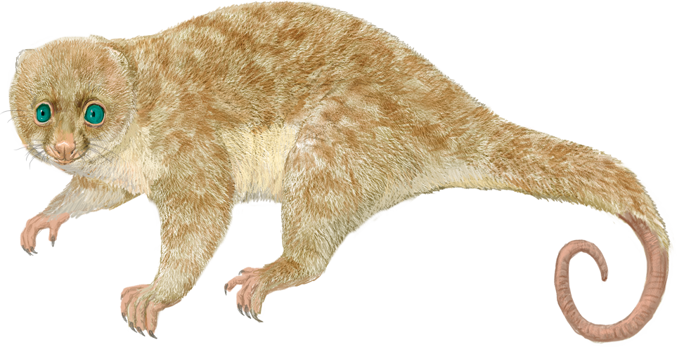 Blue-eyed Spotted Cuscus (Spilocuscus wilsoni)