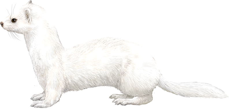 Mustela nivalis (Winter)