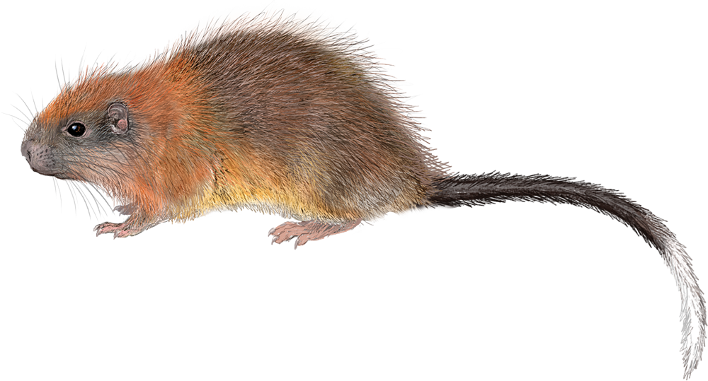 Red Crested Tree-rat (Santamartamys rufodorsalis)