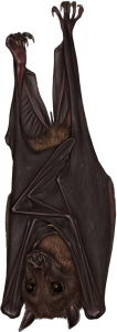 Bulmer’s Fruit Bat (Aproteles bulmerae)