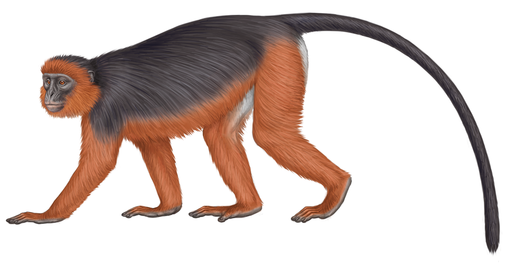 Miss Waldron’s Red Colobus (Piliocolobus Waldronae)