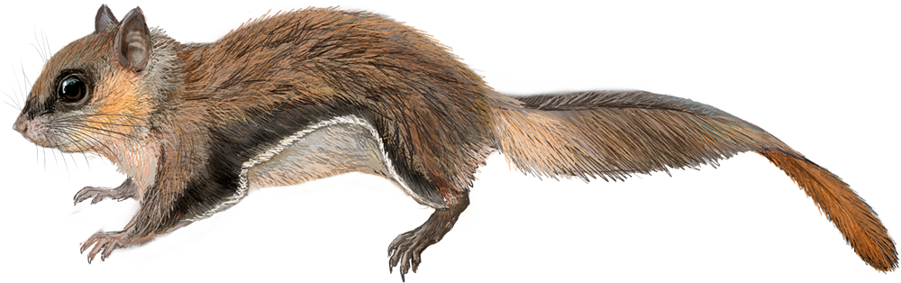 Bartels’s Flying Squirrel (Hylopetes bartelsi)