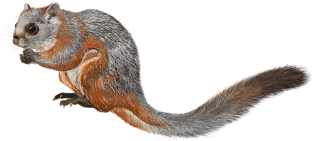 Namdapha Flying Squirrel (Biswamoyopterus biswasi)