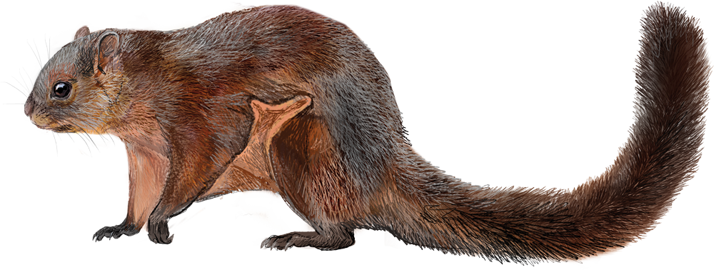 Laotian Flying Squirrel (Biswamoyopterus laoensis)