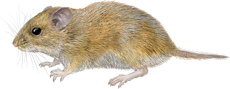 Togo Mouse (Leimacomys buettneri)