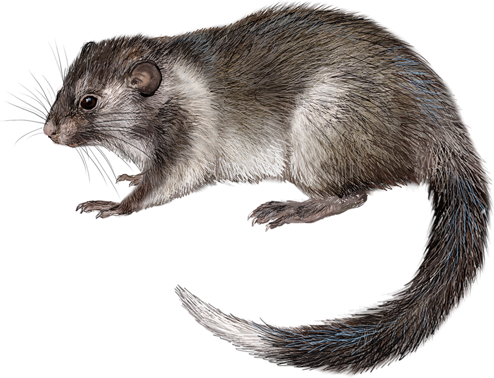 Ilin Bushy-tailed Cloud Rat (Crateromys paulus)