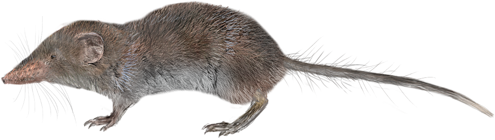 Thor’s Hero Shrew (Scutisorex thori)