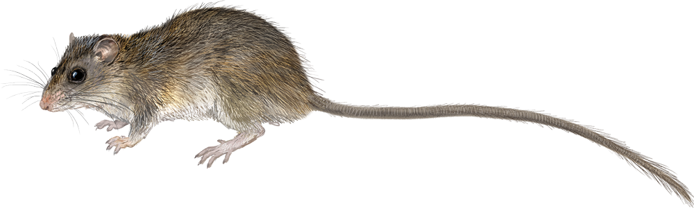 Javan Bamboo Rat (Kadarsanomys sodyi)