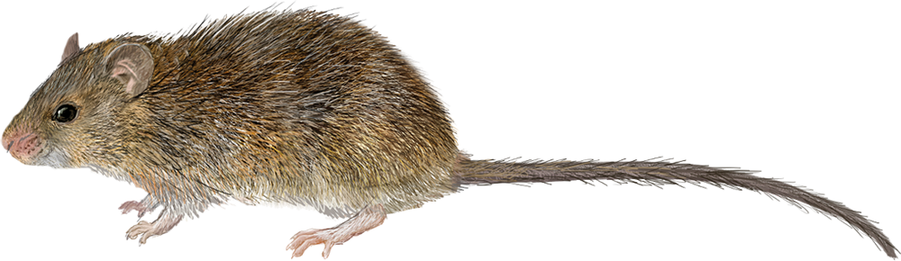 Luzon Short-nosed Rat (Tryphomys adustus)