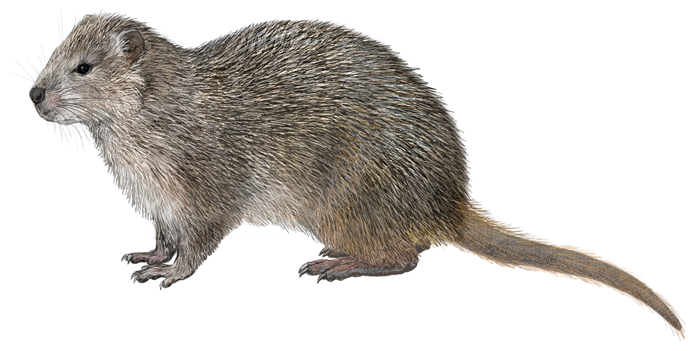 Garrido’s Hutia (Capromys garridoi)