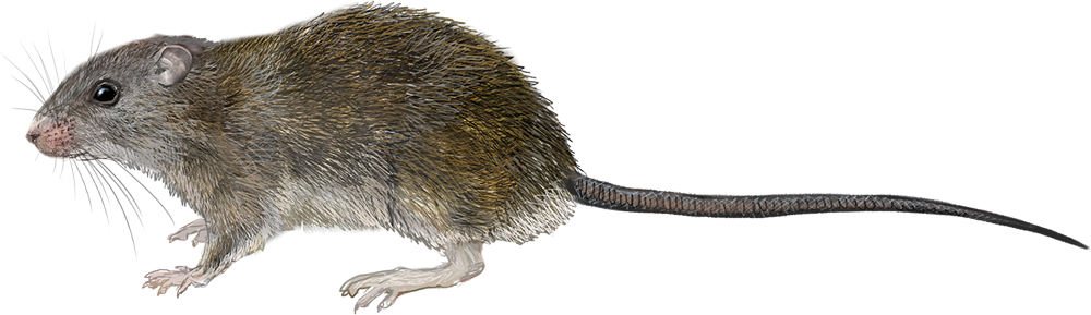 Emperor Giant Rat (Uromys imperator)