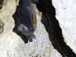 Would appreciate some help with the identification of these bats seen in Sumatra - Bukit Lawang bat cave near Gunung Leuser National Park, Indonesia