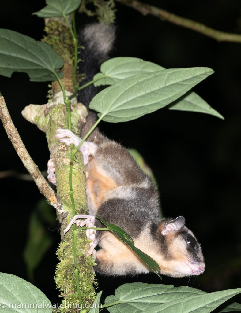 Pygmy Long-fingered Possum (Dactylonax kambuayai)