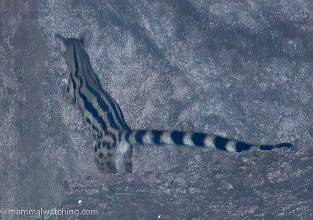 Genetta abyssinica (Genetta abyssinica)