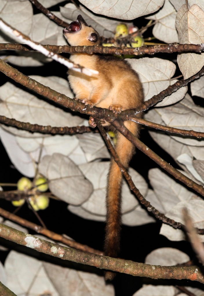 Javan Palm Civet (Arctogalidia trivirgata trilineata)