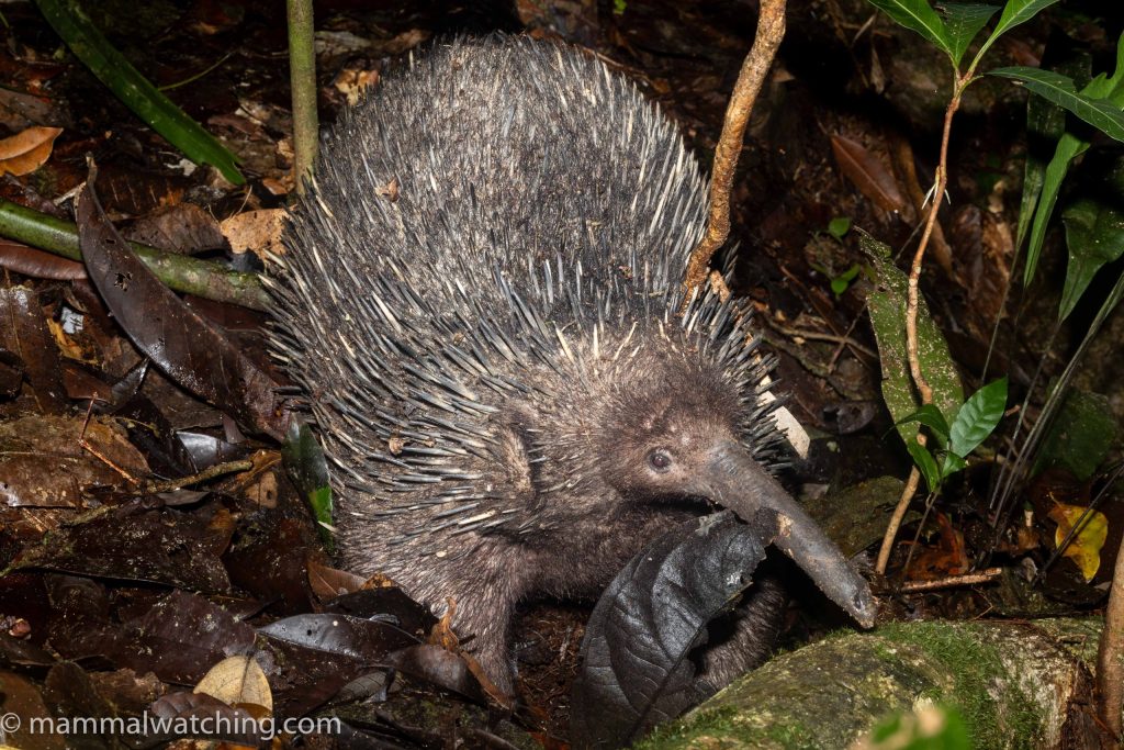 Western Long-beaked Echidna (Zaglossus bruijnii)