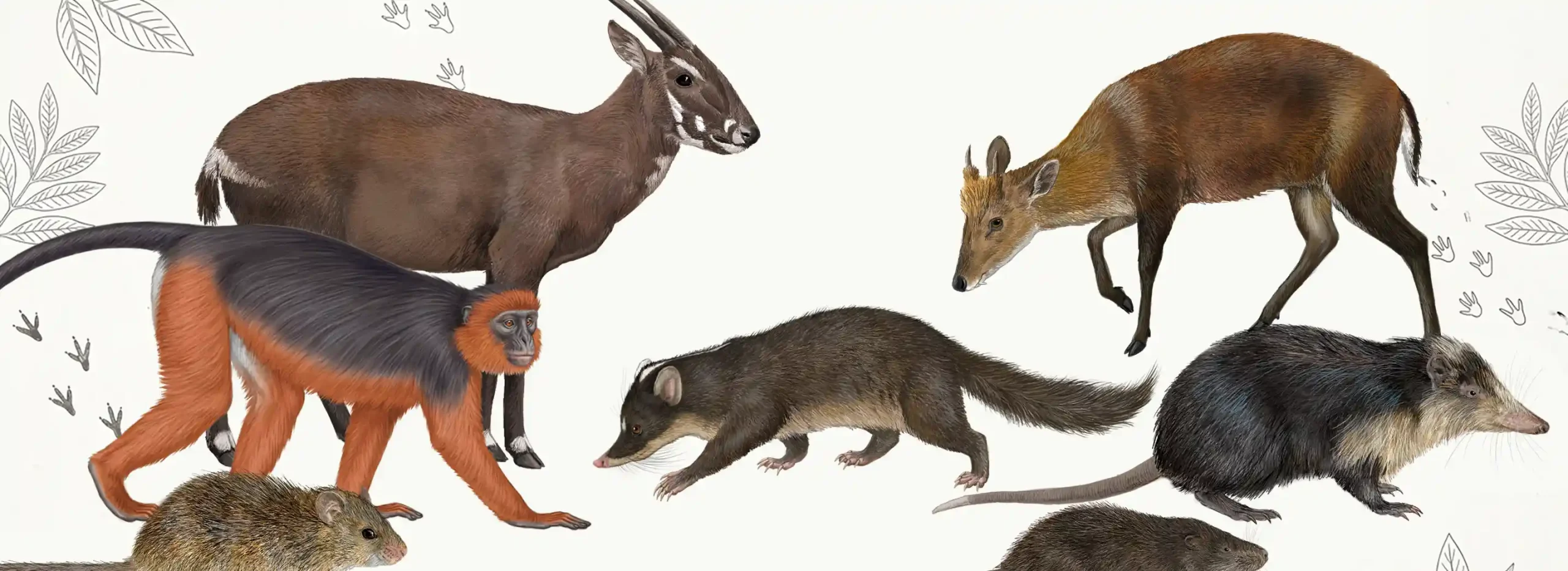 Lost and Found - mammal watching.com