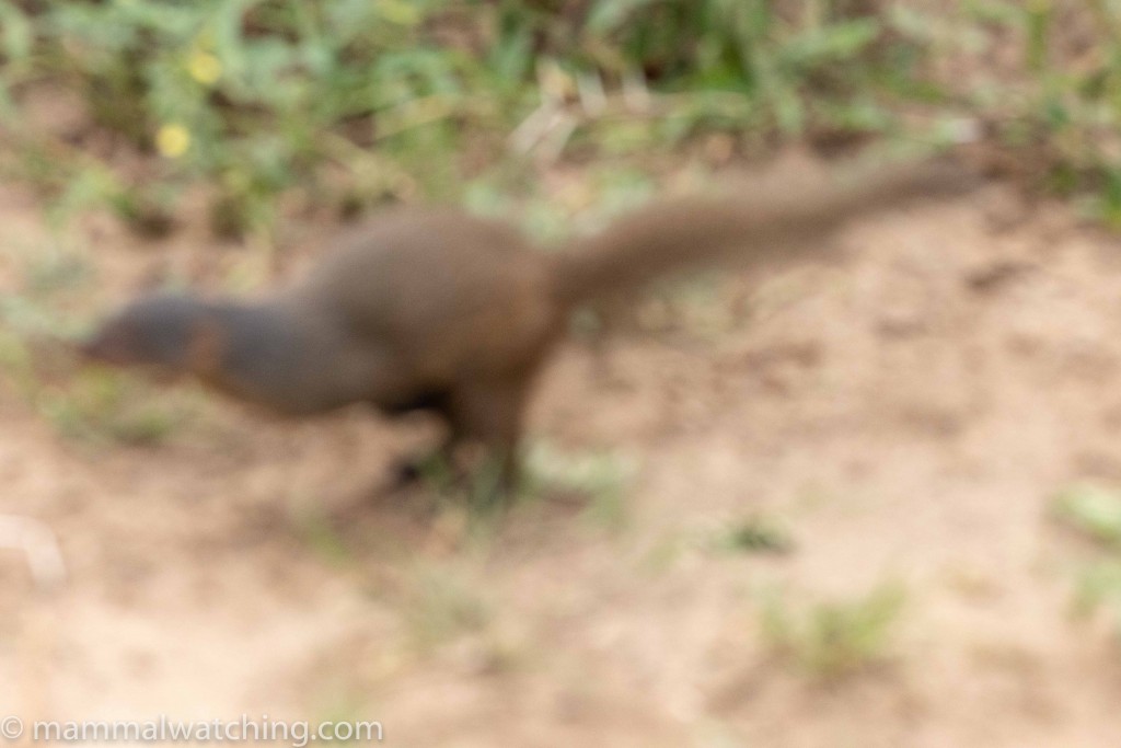 Pousargues’s Mongoose (Dologale dybowskii)