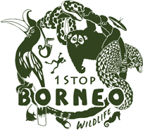 1 Stop Borneo Wildlife