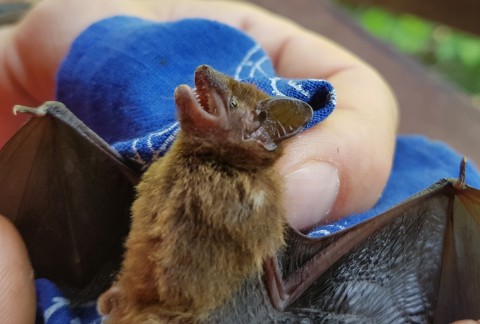 Two bats to ID, New Guinea region