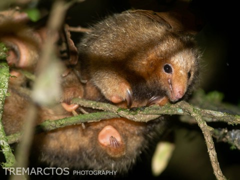 New Trip Report: La Selva Costa Rica