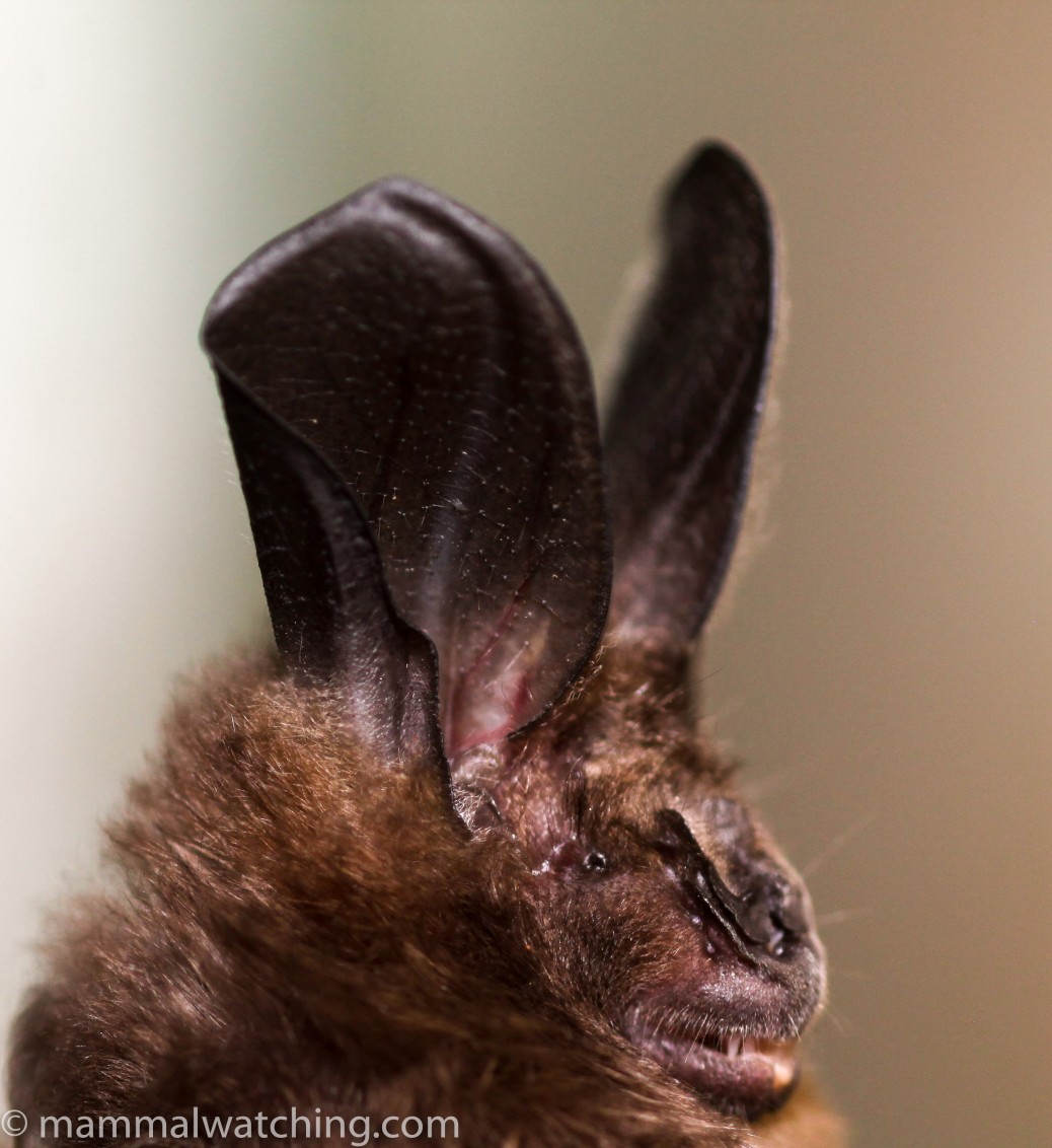 Central African Republic Mammal Watching