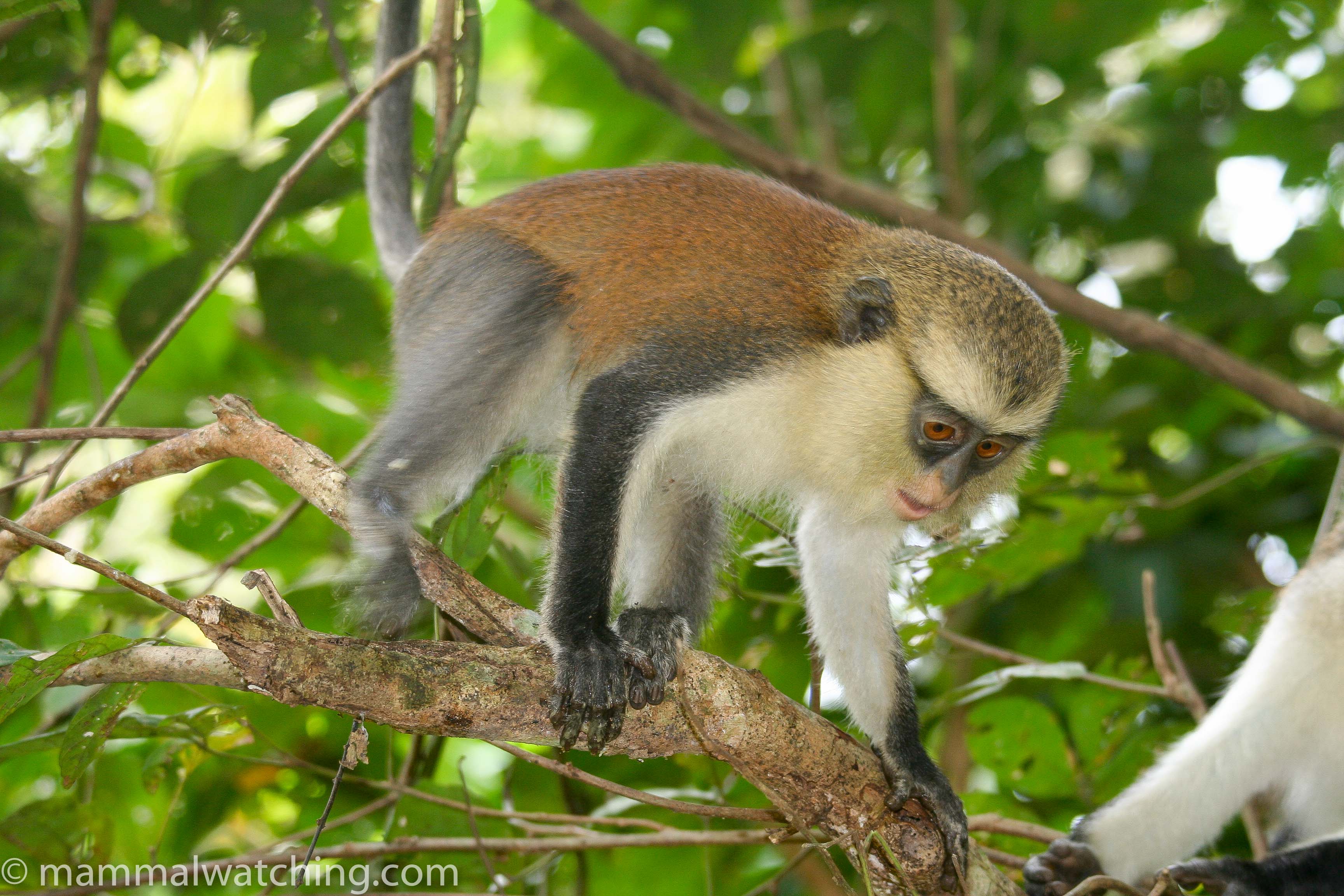 Ghana's Sacred Monkeys - bioGraphic