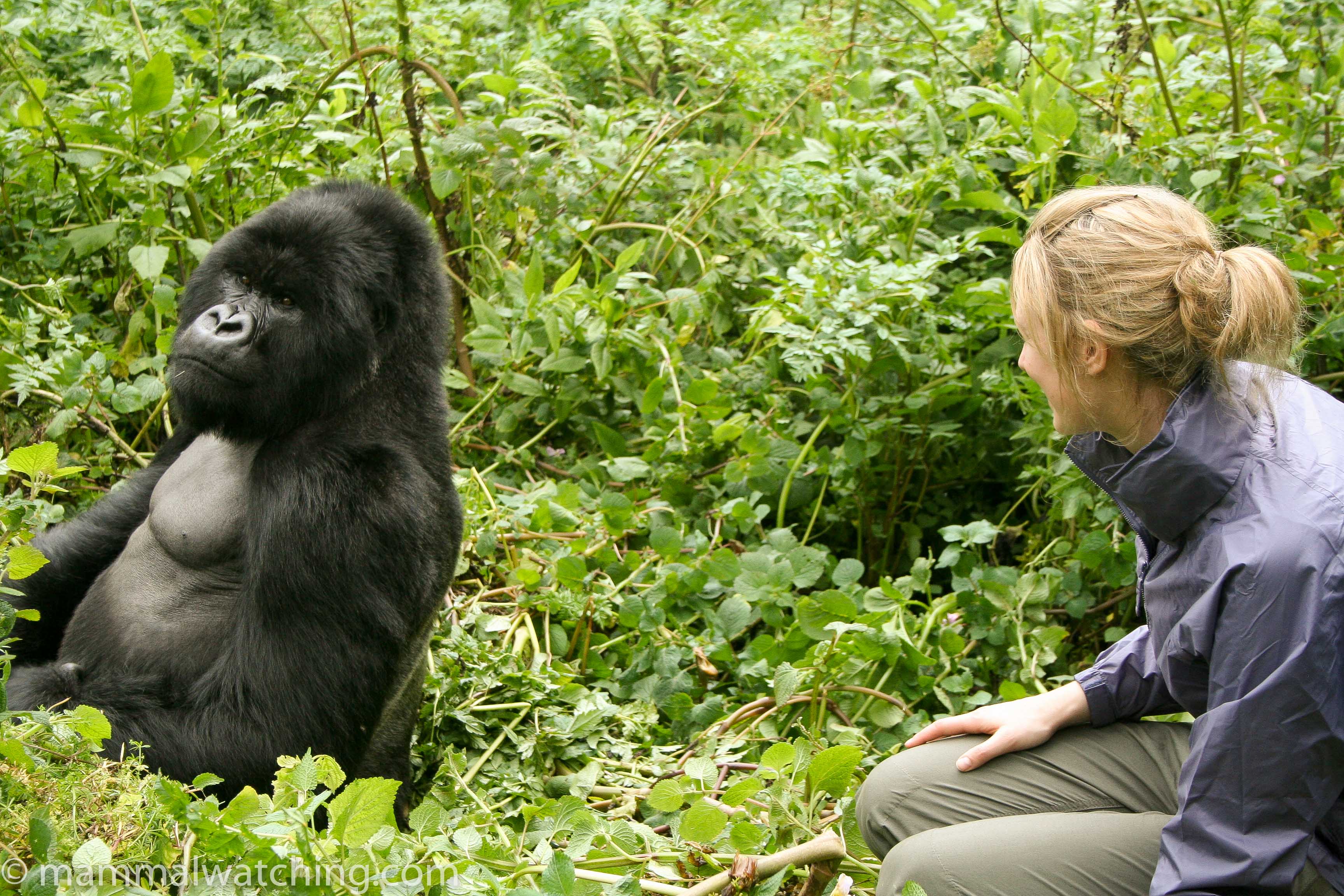 Rwanda - Mammal Watching