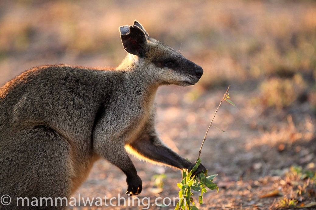 Queensland Mammal Watching