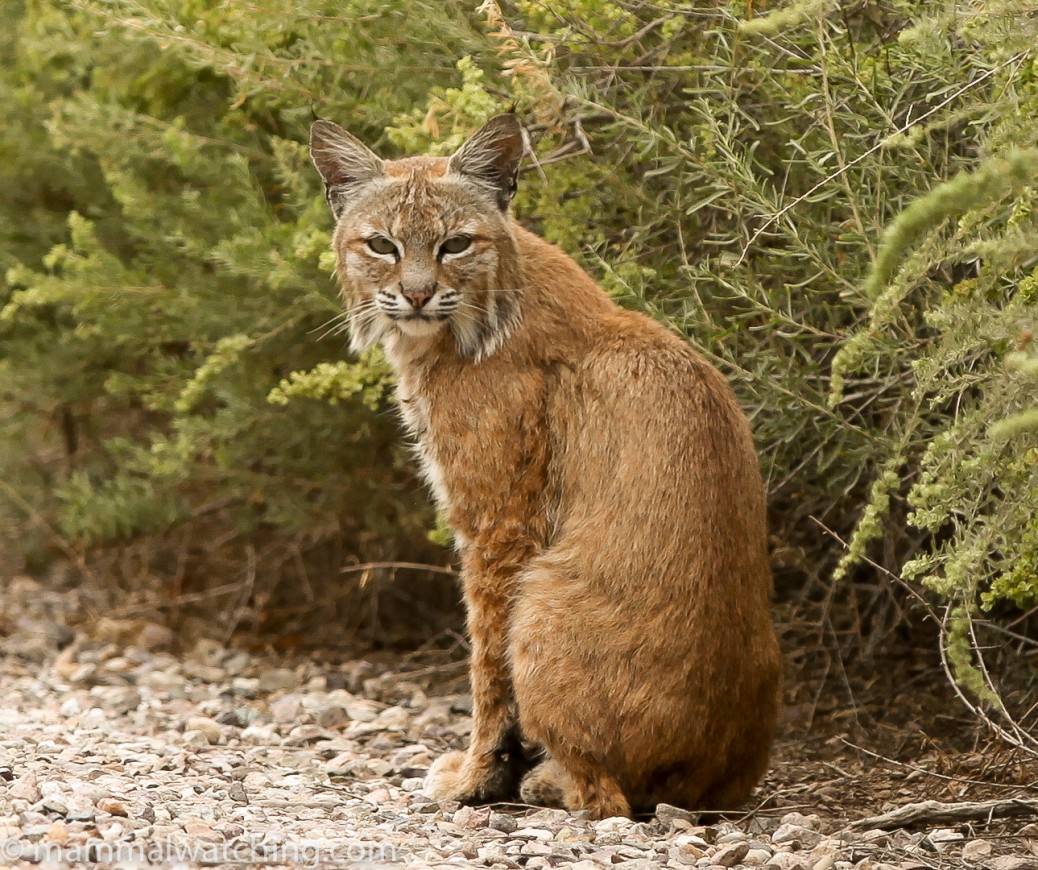 Arizona - Mammal Watching