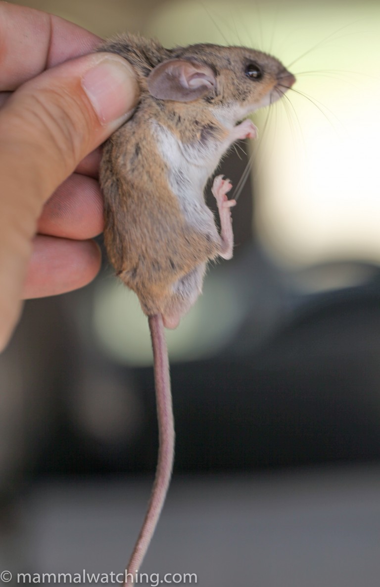 Arizona Mammal Watching