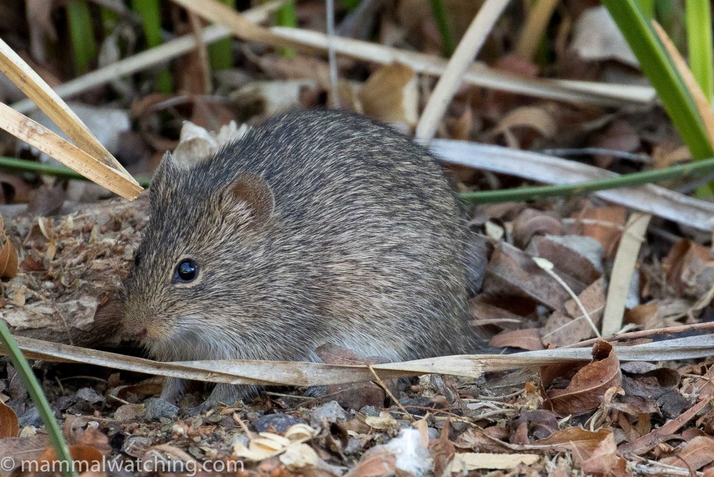 Arizona-Cotton-Rat, Sigmodon arizonae