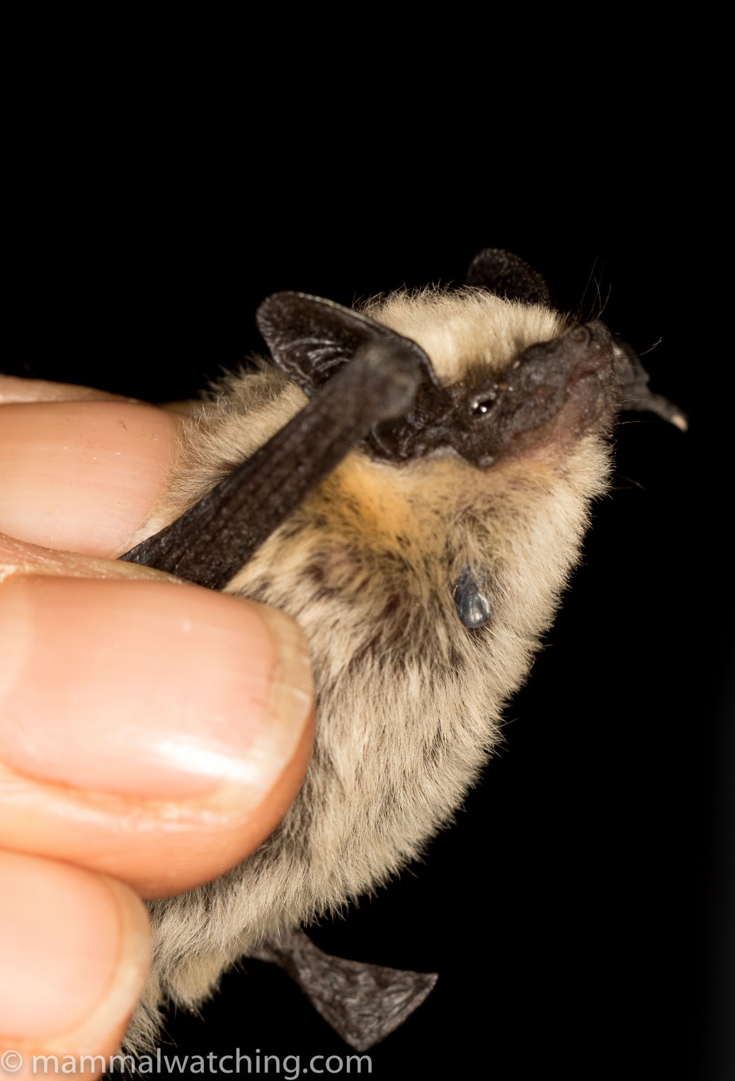 Searching for a Spotted Bat Northern Arizona Mammal Watching