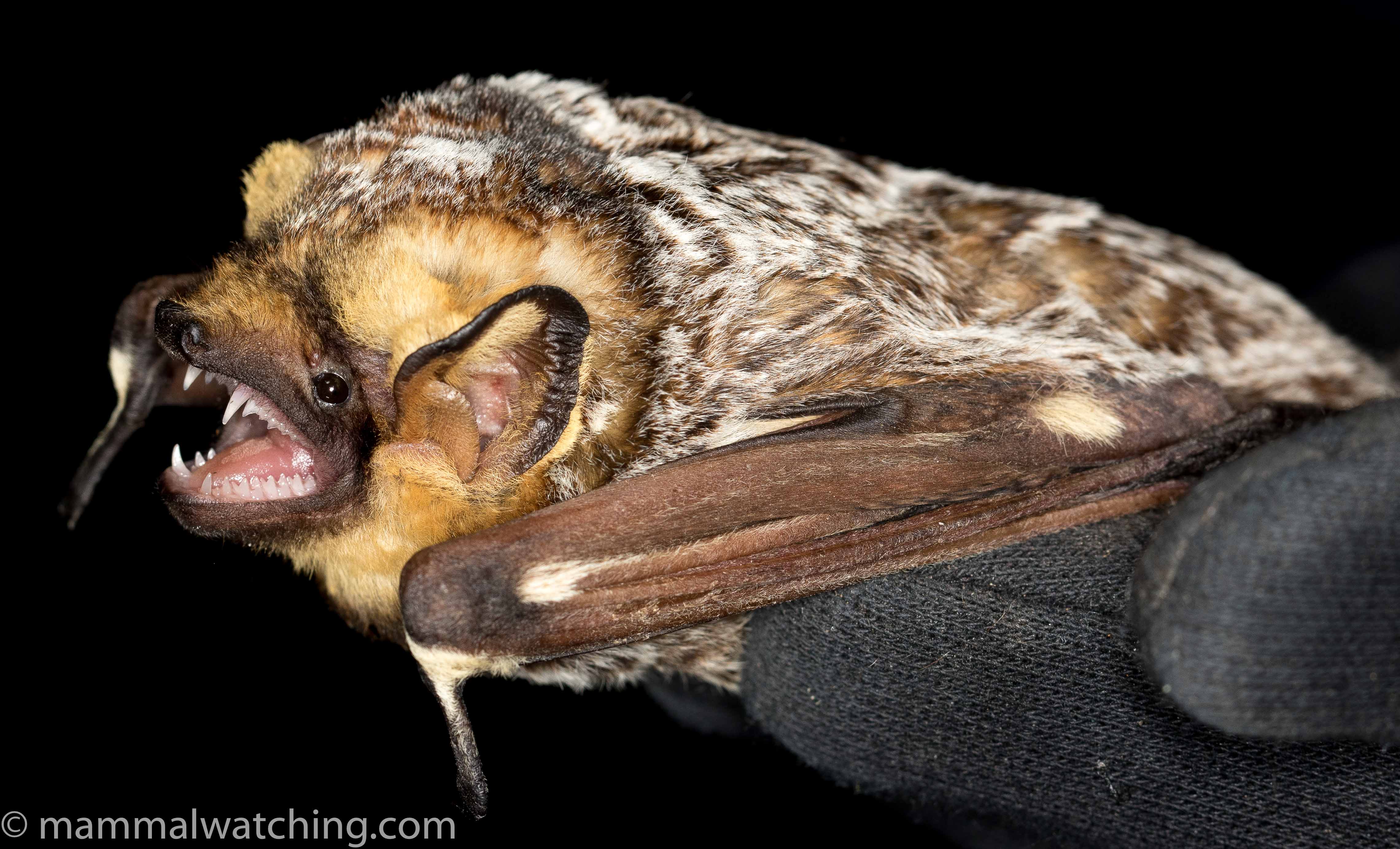 Hoary Bat (Lasiurus cinereus)