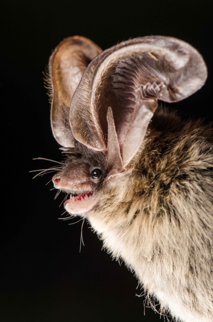 Allen's Big-eared Bat, Idionycteris phyllotis 