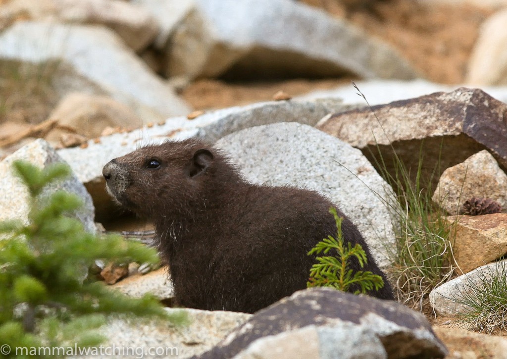 British Columbia Mammal Watching