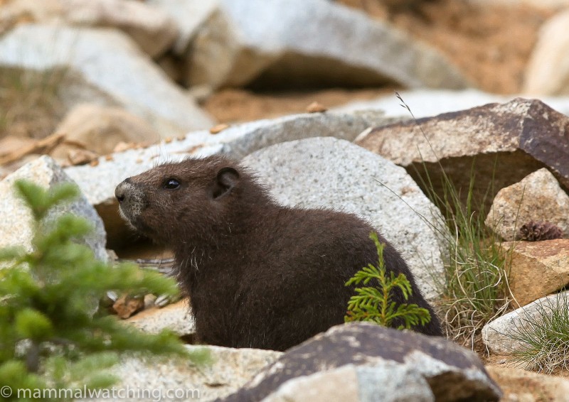 British Columbia - Mammal Watching