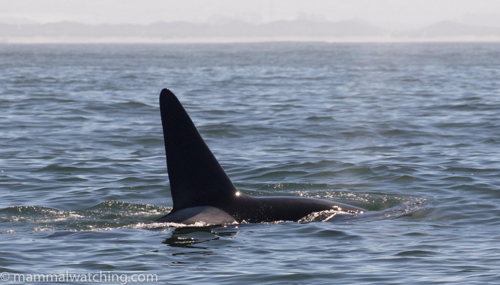 2017-Biggs-killer-whale-Orcinus-orca
