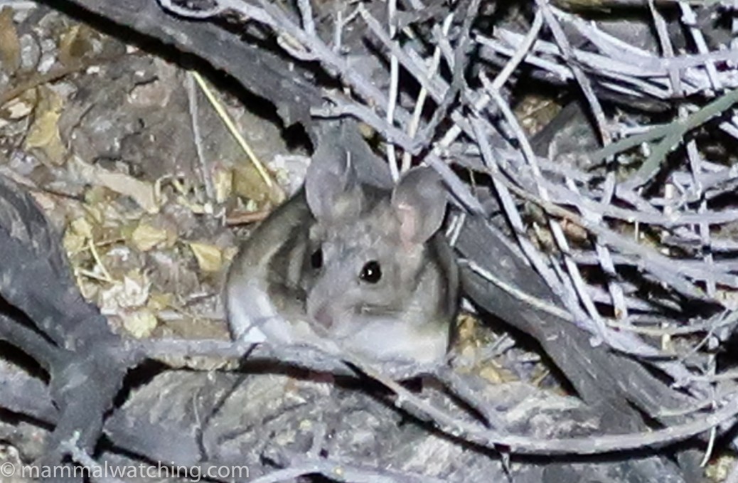 spiny pocket mouse ca spiny pocket mouse ca