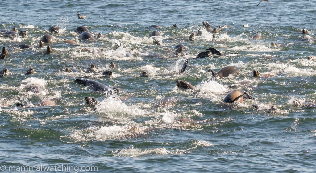 2017-California-sea-lion-Zalophus-californianus-1