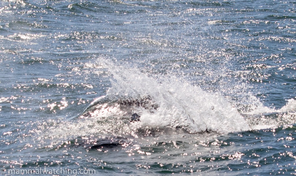 The characteristic "Rooster Tail" of a Dall's Porpoise travelling at speed