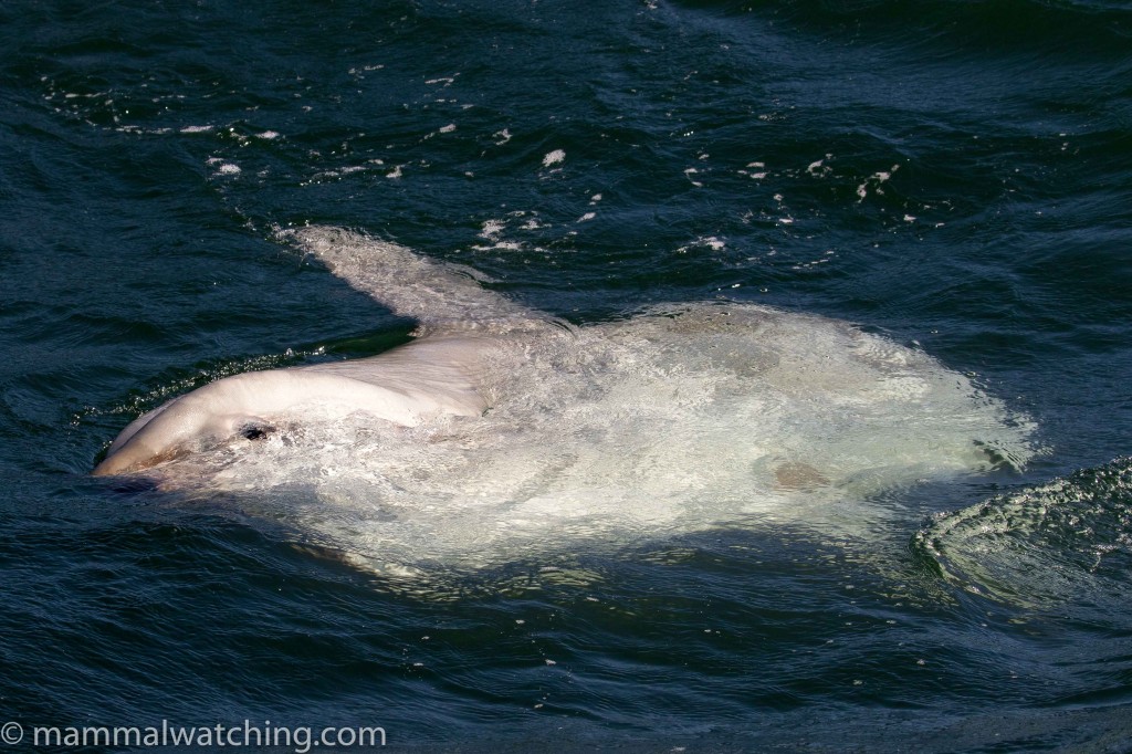 Mola Mola or Sunfish