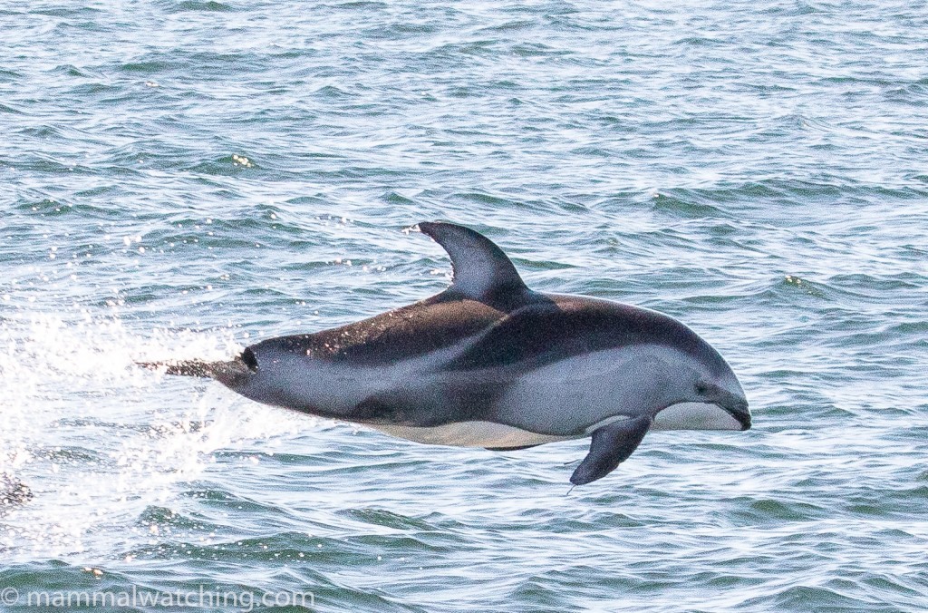 2017-Pacific-white-sided-dolphin-Lagenorhynchus-obliquidens-1