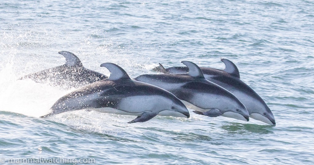 Pacific White-sided Dolphins. Lagenorhynchus obliquidens