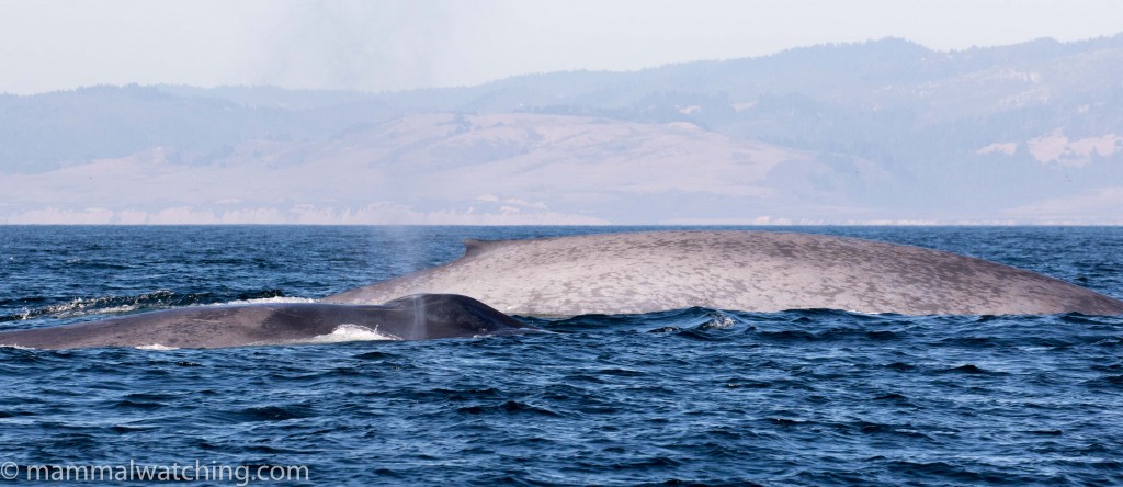 Blue Whale, Balaenoptera musculus