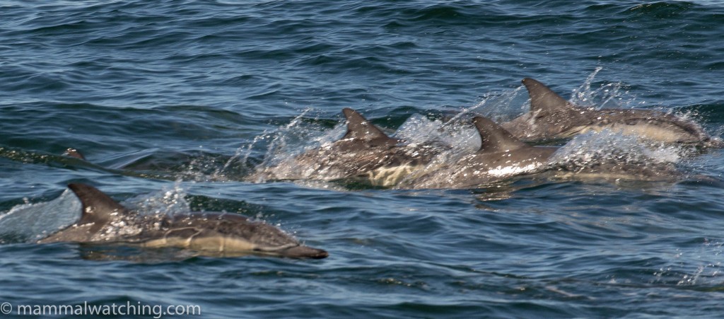 2017-long-beaked-common-dolphin-Delphinus-capensis