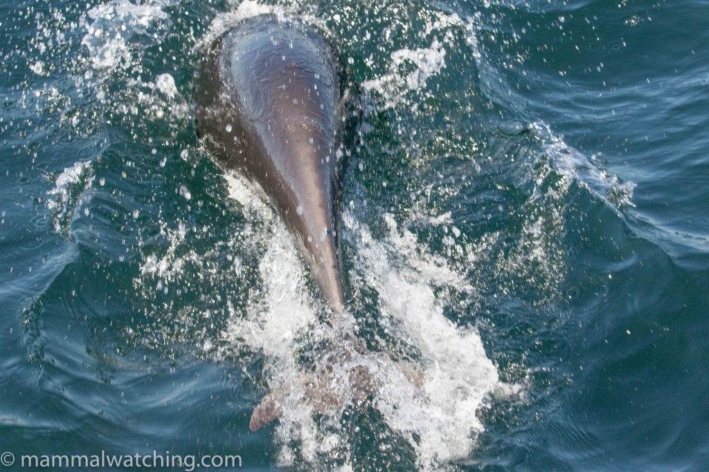 2017-northern-right-whale-dolphin-Lissodelphis-borealis